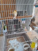 Te koop kanarie mannetjes 5 stuks, Dieren en Toebehoren, Vogels | Kanaries, Mannelijk, Kleurkanarie