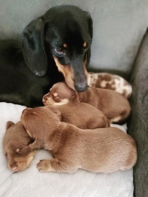 Teckel, Dieren en Toebehoren, Honden | Teckels en Dashonden, Meerdere dieren, Korthaar, Dwerg, Particulier, Meerdere, Nederland