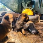 Mechelse herder pups geboren 21 augustus, Dieren en Toebehoren, Rabiës (hondsdolheid), 8 tot 15 weken, Meerdere, Meerdere dieren