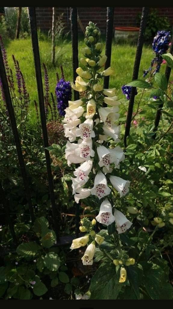 Vingerhoedskruid zaden - Alba, Tuin en Terras, Bloembollen en Zaden, Volle zon, Ophalen of Verzenden