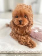 Exclusieve Maltipoo TeaCup pup (Maltezer/Azian Toy Poedel), Fokker | Hobbymatig, Rabiës (hondsdolheid), Overige rassen, 8 tot 15 weken