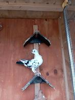 Duiven vrouw, Dieren en Toebehoren