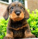 Ruwharige teckel pup gezocht, Standaard, Rabiës (hondsdolheid), 8 tot 15 weken, Teef