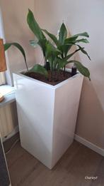 Plantenbak met plant, Ophalen, Kunststof, Minder dan 60 cm, Zo goed als nieuw