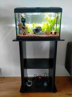 Te koop complete aquarium plus kastje en benodigd heden., Dieren en Toebehoren, Vissen | Aquaria en Toebehoren, Ophalen, Zo goed als nieuw