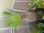 Trachycarpus fortunei loopt weer prachtig uit, Tuin en Terras, Planten | Bomen, Ophalen