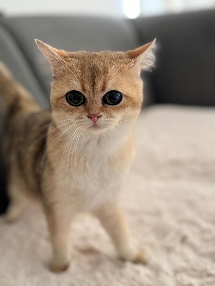 Britse korthaar Golden. (fokker katten) heeft stamboom, Dieren en Toebehoren, Katten en Kittens | Raskatten | Korthaar, Poes, 0 tot 2 jaar