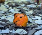 Neritina Orange Track, Vis