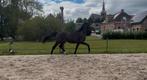 Bloedmooie 3 jarige ruin, kaygo x marvel., Dieren en Toebehoren, Paarden, Gechipt, Ruin, Dressuurpaard, 170 tot 175 cm