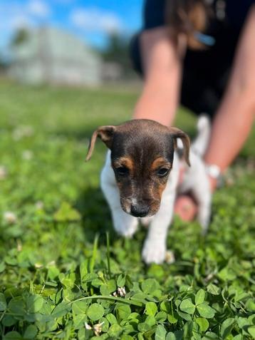Prachtige Jack Russell pups mogen nu het nest verlaten. beschikbaar voor biedingen