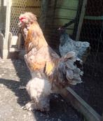 Broedeieren blauwe brahma, Dieren en Toebehoren, Pluimvee, Geslacht onbekend, Kip