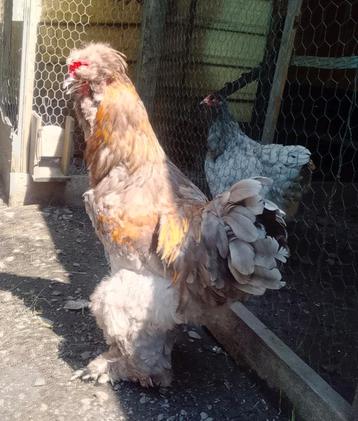 Broedeieren blauwe brahma  beschikbaar voor biedingen