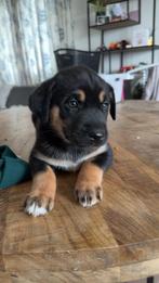 Puppy kruising husky x labrador/boxer, Dieren en Toebehoren, 8 tot 15 weken, Groot, Meerdere, Meerdere dieren