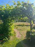 Tuin aangeboden in Avenhorn, volkstuin, moestuin, Ophalen