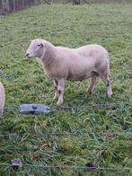 Beste Nolana stamboek dekram, Dieren en Toebehoren, Meerdere dieren, Schaap