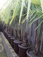 Palmboom Trachycarpus Fortunei te koop, Tuin en Terras, Halfschaduw, Ophalen of Verzenden, Overige soorten, Bloeit niet