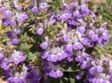 Zaden Collinsia heterophylla Bicolor  beschikbaar voor biedingen