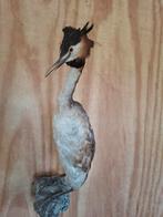 Opgezette fuut   taxidermie, Verzamelen, Dierenverzamelingen, Ophalen of Verzenden, Vogel, Opgezet dier