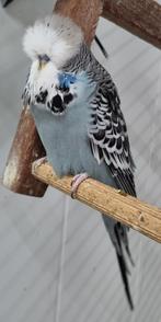 Show waardige Engelse grasparkieten, Dieren en Toebehoren, Vogels | Parkieten en Papegaaien, Meerdere dieren, Parkiet