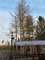 Bomen, Ophalen, Volle zon, Overige soorten, 400 cm of meer