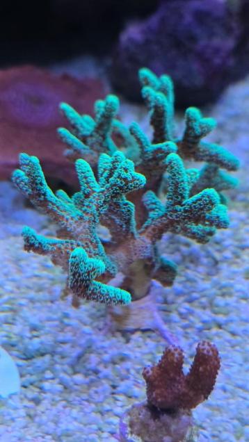 Koraal Stylophora Pistillata Mint Green beschikbaar voor biedingen