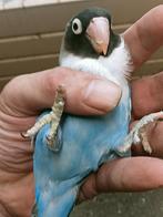 Prachtige brr agapornis personata blauw, Dieren en Toebehoren, Vogels | Parkieten en Papegaaien, Meerdere dieren, Dwergpapegaai of Agapornis