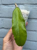 Hoya meredithii, Huis en Inrichting, Ophalen of Verzenden, Overige soorten, Minder dan 100 cm