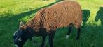 Zwartbles dekram, Dieren en Toebehoren, Schapen, Geiten en Varkens, Mannelijk, Schaap