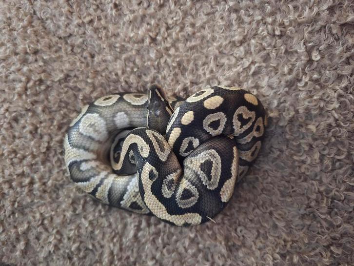 Koppel koningspythons 2022