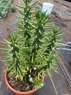 Upuntia subulata pot23cm, Tuin en Terras, Planten | Tuinplanten, Ophalen, Overige soorten, Volle zon