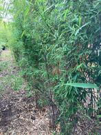 Bamboe Fargesia Nitida Black Pearl WOEKERT NIET!!, Ophalen, Bamboe, 100 tot 250 cm
