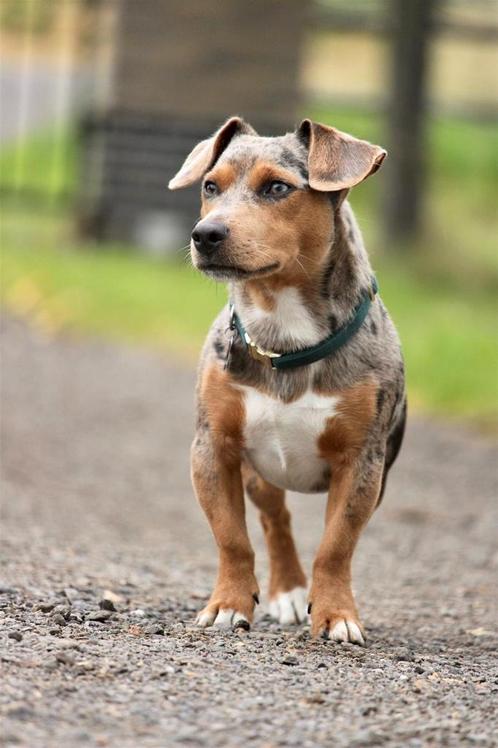 Blue merle jack russell 2025