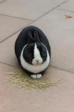 Konijn voedster, Dieren en Toebehoren, Vrouwelijk, Dwerg, 0 tot 2 jaar