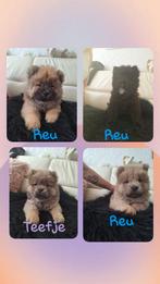 chow chow pups mogen na hun nieuwe gouden mandje, Dieren en Toebehoren, Honden | Poolhonden, Keeshonden en Oertypen, Rabiës (hondsdolheid)
