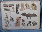 Oude schoolplaat / in de.rimboe /Australische dieren, Antiek en Kunst, Ophalen, Natuur en Biologie