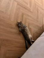 Britse kortharen, Dieren en Toebehoren, Katten en Kittens | Raskatten | Korthaar, Meerdere dieren, Ontwormd, 0 tot 2 jaar