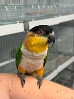 Zwartkopcaique - pionitus melanocephala (tam), Mannelijk, Parkiet, Tam