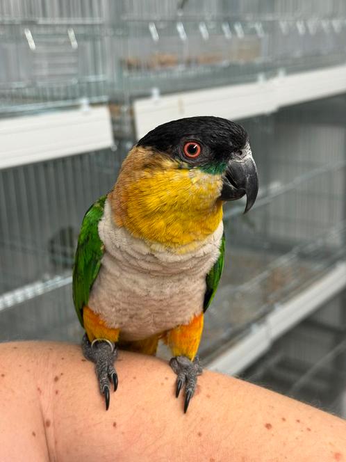 Zwartkopcaique - pionitus melanocephala (tam), Dieren en Toebehoren, Vogels | Parkieten en Papegaaien, Parkiet, Mannelijk, Tam