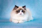 Kater en poes | ragdoll | getest | geholpen | ragdolls, Meerdere dieren, Langharig, 0 tot 2 jaar