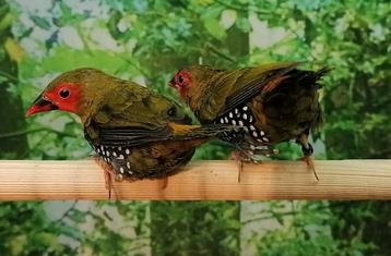 Groene druppel astrilde diverse koppels.  beschikbaar voor biedingen