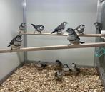 Bichenow astrildes, Vrouwelijk, Tropenvogel