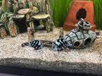 koppel zebracichliden, Dieren en Toebehoren, Vissen | Aquariumvissen, Vis, Zoetwatervis
