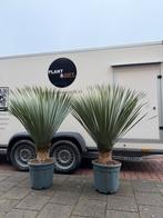 Yucca rostrata groot formaat kopen (125–135 cm), Tuin en Terras, Planten | Tuinplanten, Verzenden, Overige soorten, Volle zon