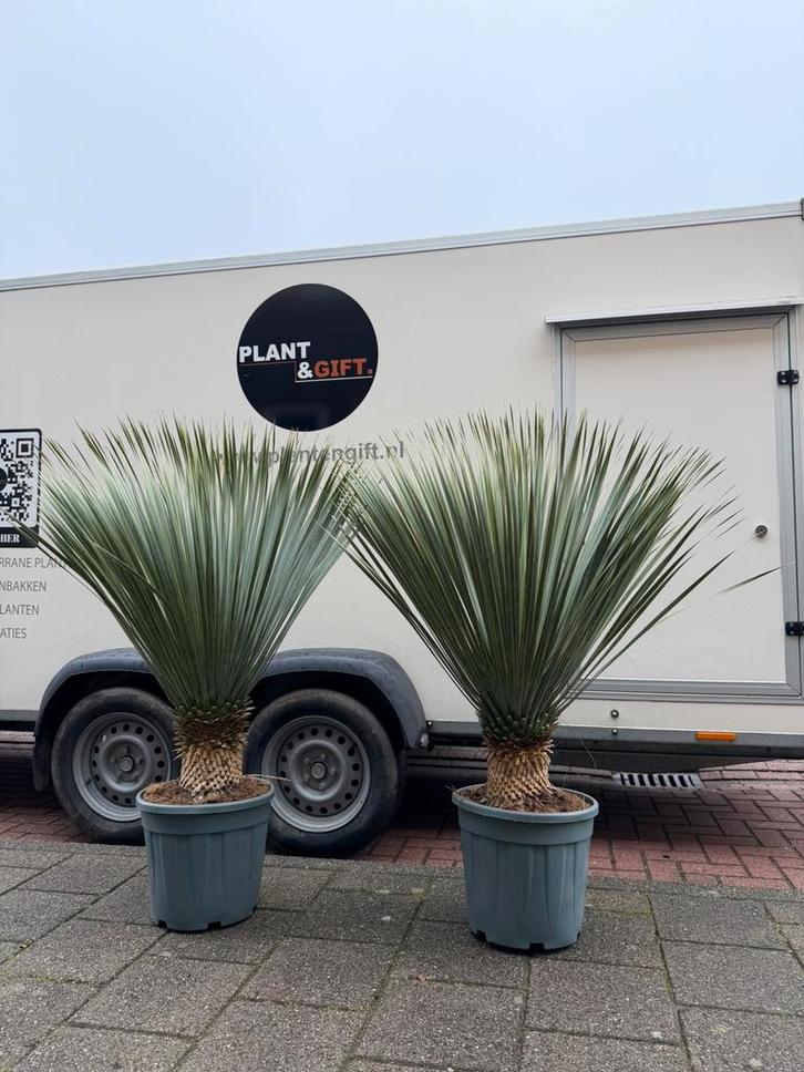 Yucca rostrata groot formaat kopen (125–135 cm), Tuin en Terras, Planten | Tuinplanten, Overige soorten, Volle zon, Verzenden