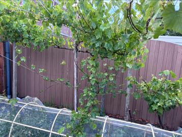Oude hoge/grote druiven boom beschikbaar voor biedingen