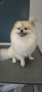 Dekreu pomeriaan simba ( NIET TE KOOP), Dieren en Toebehoren, Honden | Poolhonden, Keeshonden en Oertypen, Rabiës (hondsdolheid)