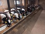 Blauwe en fleckvieh vaars kalveren van de Melk af, Dieren en Toebehoren, Vrouwelijk, 0 tot 2 jaar