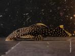 L018 / L081 Golden nugget pleco, Vis