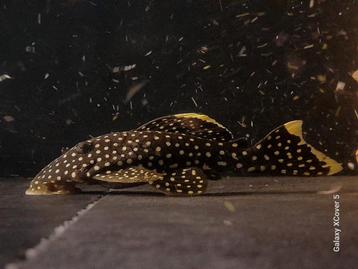 L018 / L081 Golden nugget pleco beschikbaar voor biedingen