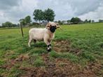 Walliser schwarzenase ram, Dieren en Toebehoren, Schapen, Geiten en Varkens, Meerdere dieren, Schaap, 3 tot 5 jaar